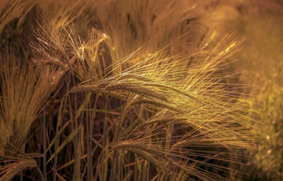 Cropenergies è una società che produce biocarburanti.